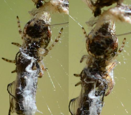 Cyclosa sp.